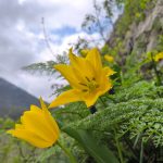 Clisura Dunarii imbracata in haine de primavara Laleaua de Cazane ii intampina pe turisti