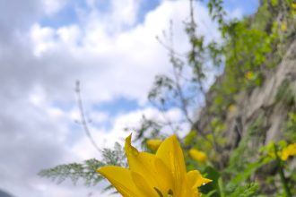 Clisura Dunarii imbracata in haine de primavara Laleaua de Cazane ii intampina pe turisti