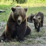 Permisiune de vanatoare a ursilor Parlamentul aproba noile cote pentru 2026