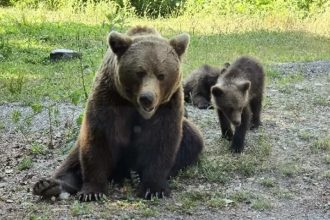 Permisiune de vanatoare a ursilor Parlamentul aproba noile cote pentru 2026