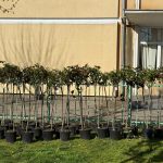 Promenada Crisan va fi reamenajata 800 de trandafiri noi plantati in locul celor batrani