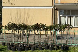 Promenada Crisan va fi reamenajata 800 de trandafiri noi plantati in locul celor batrani