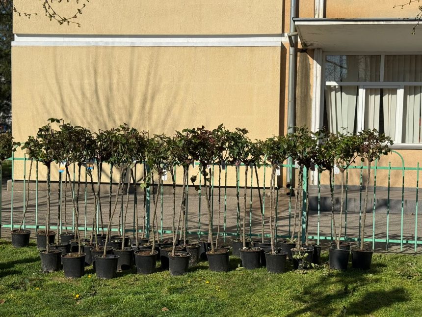Promenada Crisan va fi reamenajata 800 de trandafiri noi plantati in locul celor batrani