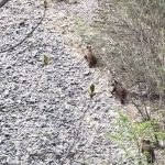 Sezonul drumeiilor vine cu riscuri apariia rar a urilor dintr o zon popular printre turiti n Gorj