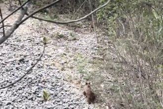 Sezonul drumeiilor vine cu riscuri apariia rar a urilor dintr o zon popular printre turiti n Gorj