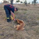 Incendiu de vegetatie la Barda un catel salvat din flacari de pompierii aflati in misiune
