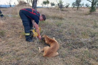 Incendiu de vegetatie la Barda un catel salvat din flacari de pompierii aflati in misiune