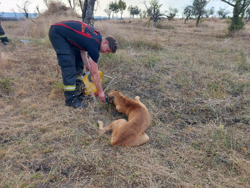 Incendiu de vegetatie la Barda un catel salvat din flacari de pompierii aflati in misiune
