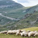 Oi ucise din cauza variola ovina Peste 800 de animale vor fi sacrificate si ingropate in Gorj