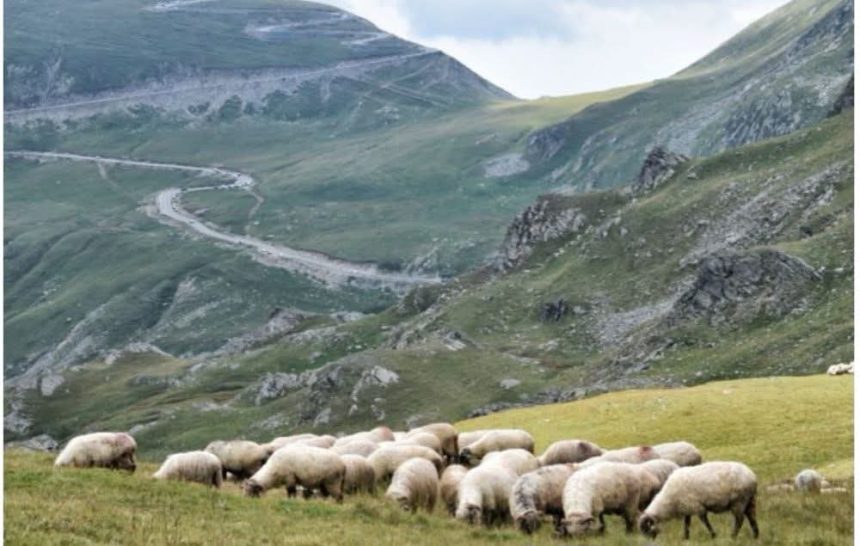 Oi ucise din cauza variola ovina Peste 800 de animale vor fi sacrificate si ingropate in Gorj
