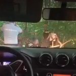 Suspiciuni de furt de lemne in Mehedinti Un angajat al Primariei Balta prins in padure cu remorca plina