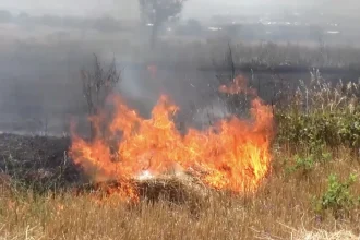 Incendii de vegetație în Hinova și Șimian