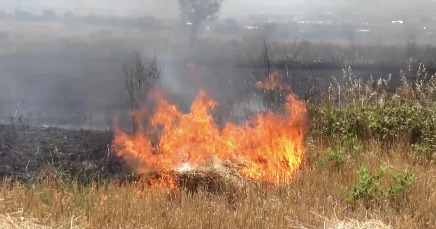 Incendii de vegetație în Hinova și Șimian