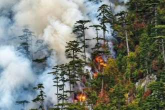 Incendiul din Domogled continuă: 400 ha afectate, două elicoptere intervin