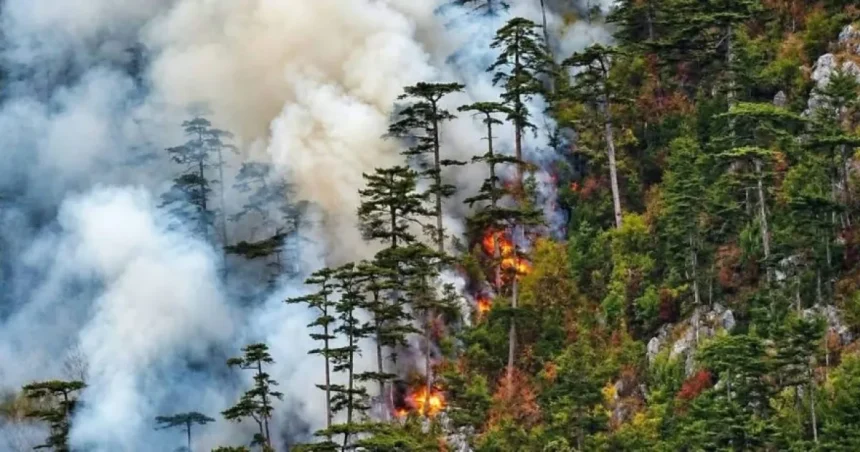 Incendiul din Domogled continuă: 400 ha afectate, două elicoptere intervin