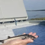 Misiune pentru viitorul Dunării: sute de sturioni, eliberați în fluviu
