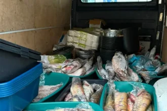 Peste 200 de kilograme de pește confiscate la Dubova. O femeie s-a ales cu dosar penal