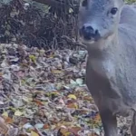 Toamnă în Cheile Nerei–Beușnița. Animalele sălbatice, filmate de camere
