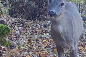 Toamnă în Cheile Nerei–Beușnița. Animalele sălbatice, filmate de camere