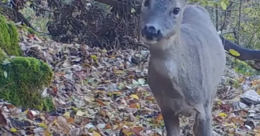 Toamnă în Cheile Nerei–Beușnița. Animalele sălbatice, filmate de camere