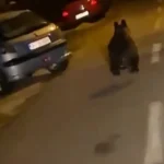 Urs semnalat în Târgu Jiu. A fost emis mesaj RO-ALERT