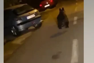 Urs semnalat în Târgu Jiu. A fost emis mesaj RO-ALERT