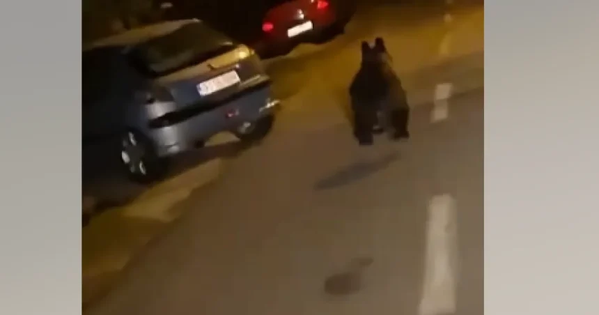 Urs semnalat în Târgu Jiu. A fost emis mesaj RO-ALERT