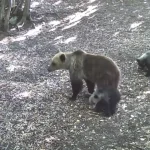 Ursoaică și doi pui, filmați de camerele de monitorizare în Geoparcul Platoul Mehedinți