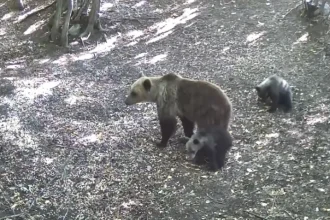 Ursoaică și doi pui, filmați de camerele de monitorizare în Geoparcul Platoul Mehedinți