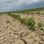 Ajutor de 333 lei/ha pentru fermierii afectați de secetă. Cererile din 12 octombrie