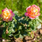 Peste 15.000 de plante noi în Parcul Rozelor și Parcul Gării din Drobeta-Turnu Severin