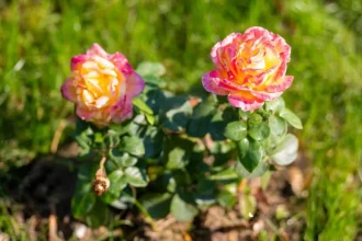 Peste 15.000 de plante noi în Parcul Rozelor și Parcul Gării din Drobeta-Turnu Severin