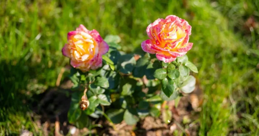 Peste 15.000 de plante noi în Parcul Rozelor și Parcul Gării din Drobeta-Turnu Severin
